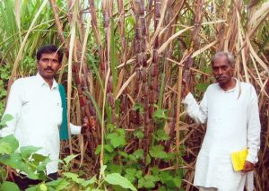 Natural-Farming-in-India-Subhash-Palekar