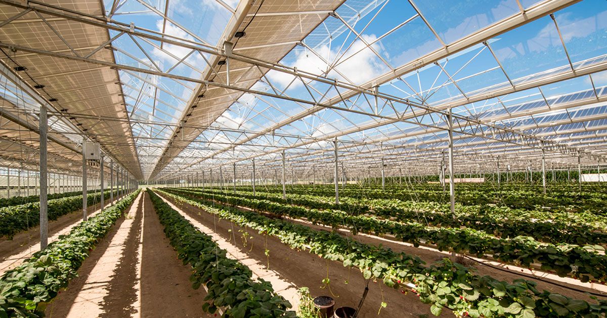 How Solar Power Can Revolutionize Indian Agriculture